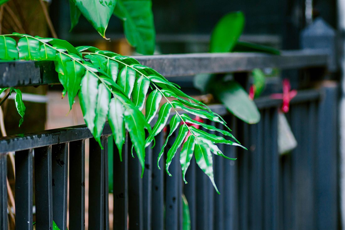 Close-up of black flat-top metal fence pickets and top rail with a green fern leaf resting across them