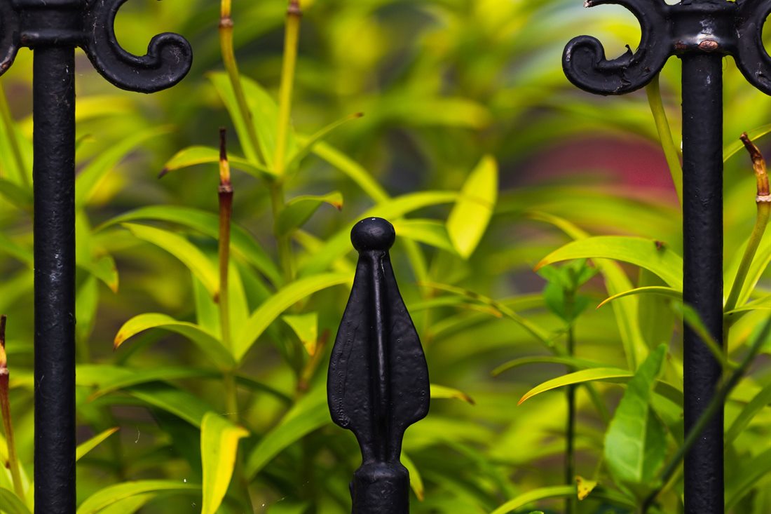 Close-up of black ornamental iron fence scrolls and a spear picket top against green foliage
