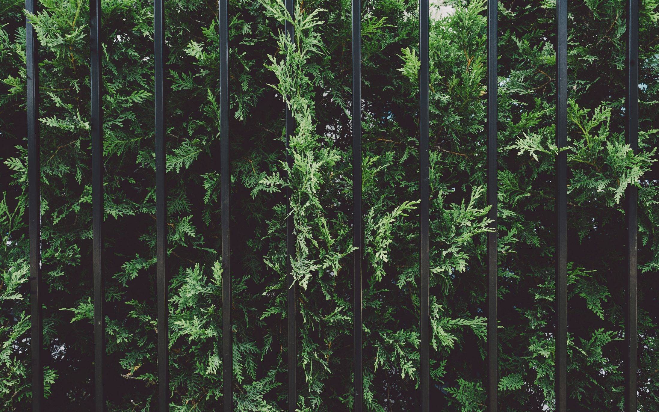 Close view of black square metal pickets in front of a dense evergreen hedge