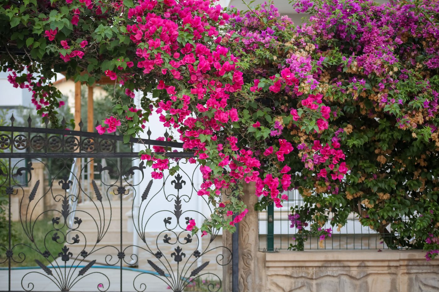 Pink bougainvillea spilling over a black ornamental iron gate with scroll panels