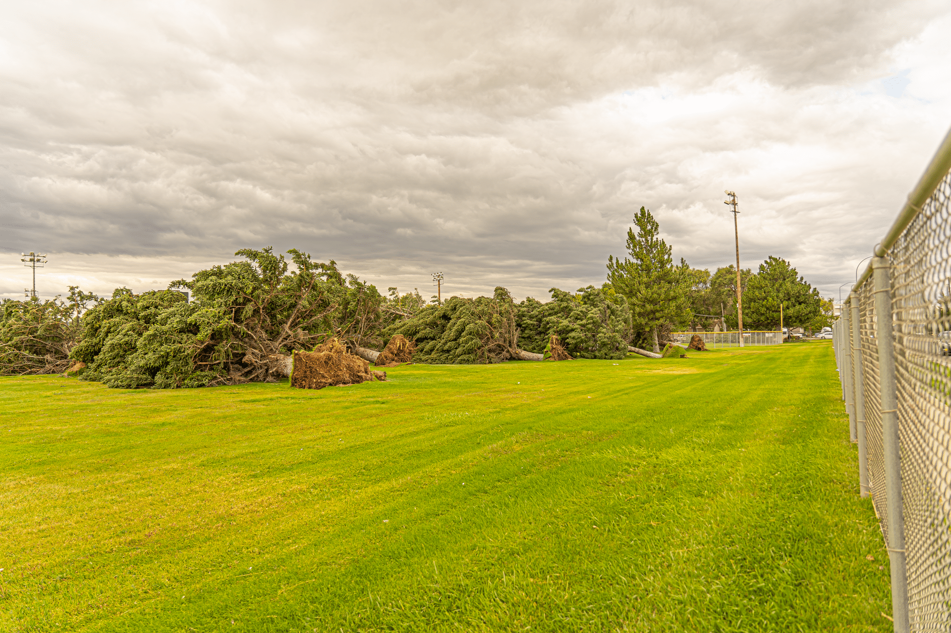 View of fallen trees in a grassy field under cloudy skies in Hyrum, Utah.