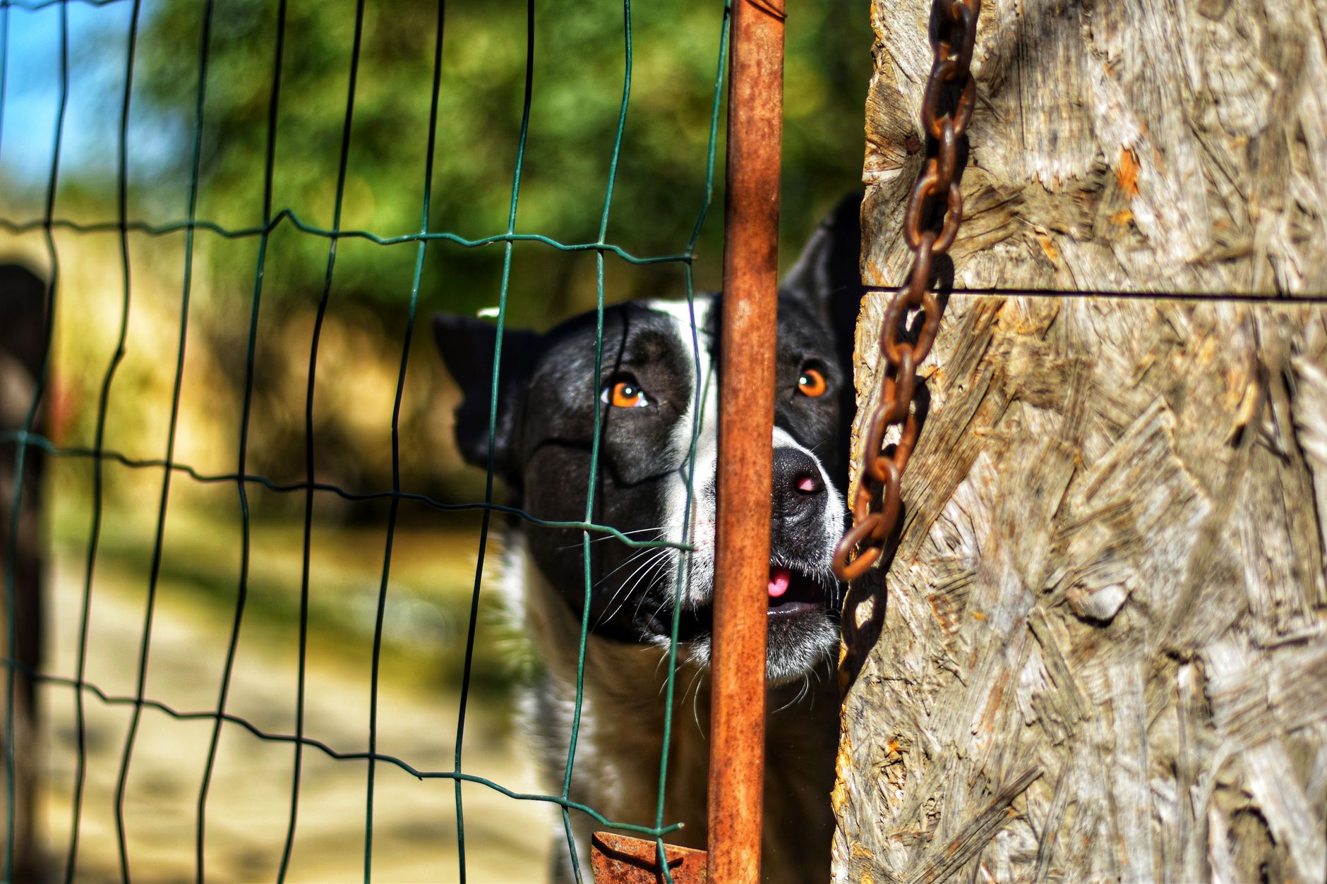 Pet friendly aluminum fence dog new orleans