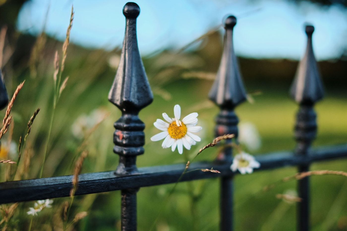 Black metal fence pickets with spear finials and a daisy growing between them