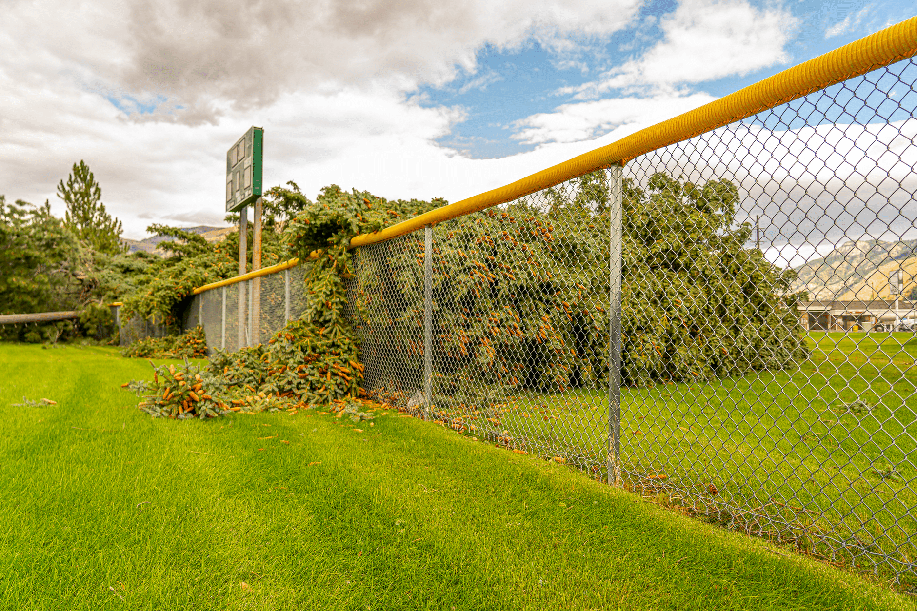 Fallen trees against a chain link fence on a baseball field in Hyrum, Utah.